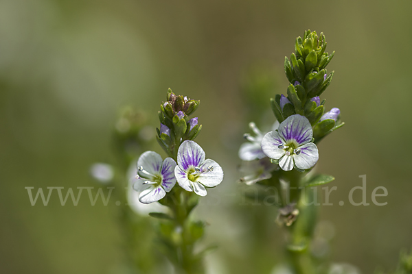 Quendel-Ehrenpreis (Veronica serpyllifolia)