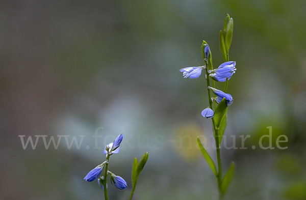 Quendel-Kreuzblümchen (Polygala serpyllifolia)