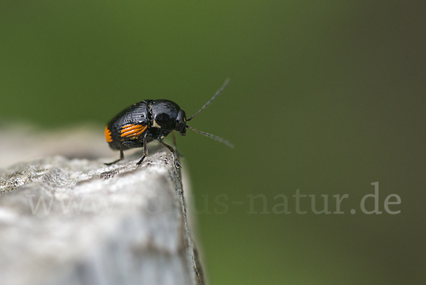 Querbindiger Fallkäfer (Cryptocephalus moraei)