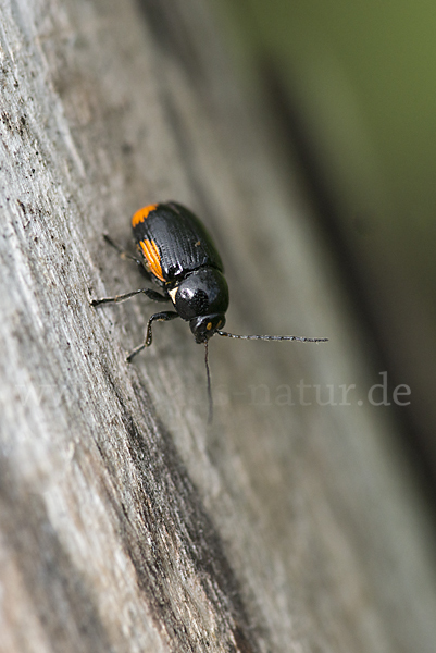 Querbindiger Fallkäfer (Cryptocephalus moraei)