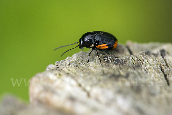 Querbindiger Fallkäfer (Cryptocephalus moraei)