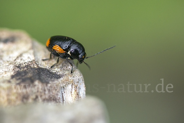 Querbindiger Fallkäfer (Cryptocephalus moraei)