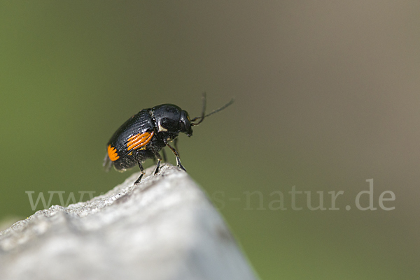 Querbindiger Fallkäfer (Cryptocephalus moraei)