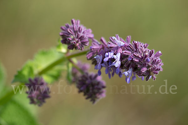 Quirl-Salbei (Salvia verticillata)