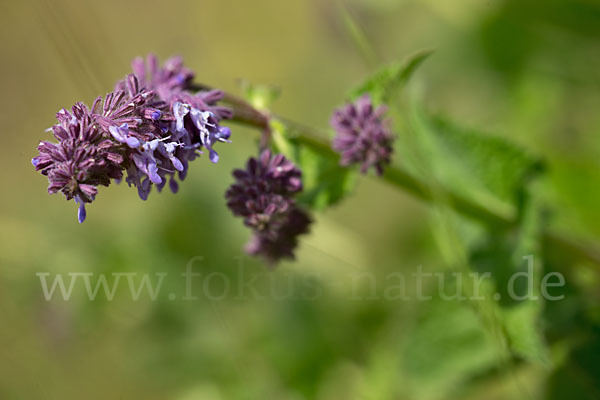 Quirl-Salbei (Salvia verticillata)