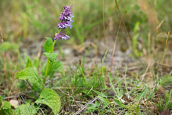 Quirl-Salbei (Salvia verticillata)