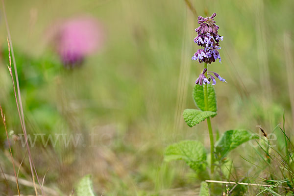 Quirl-Salbei (Salvia verticillata)