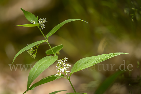 Quirl-Weißwurz (Polygonatum verticillatum)