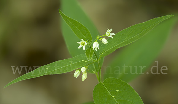 Quirl-Weißwurz (Polygonatum verticillatum)