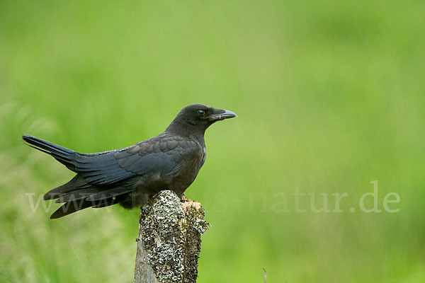 Rabenkrähe (Corvus corone corone)