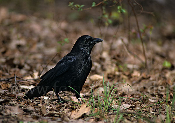 Rabenkrähe (Corvus corone corone)