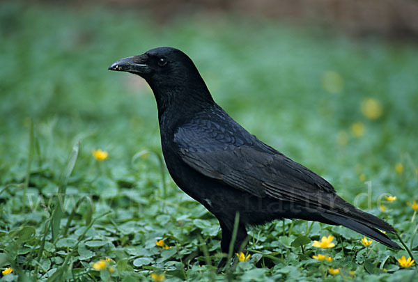 Rabenkrähe (Corvus corone corone)