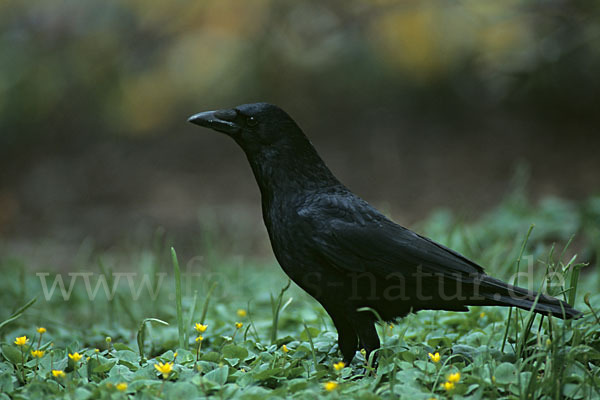 Rabenkrähe (Corvus corone corone)