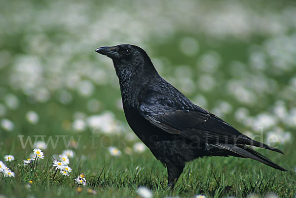 Rabenkrähe (Corvus corone corone)