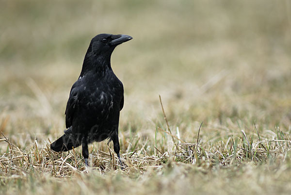 Rabenkrähe (Corvus corone corone)