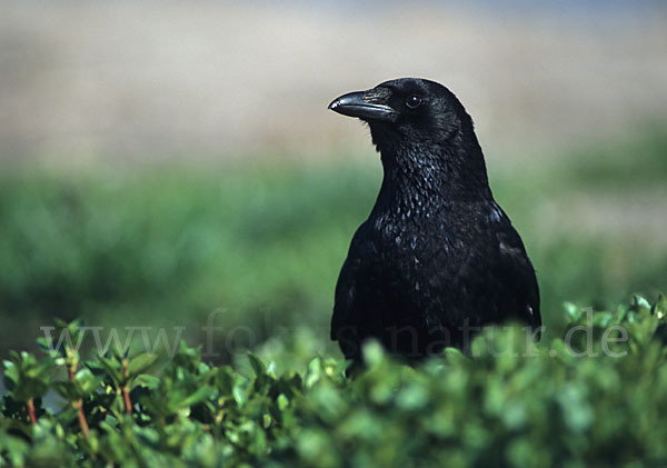 Rabenkrähe (Corvus corone corone)