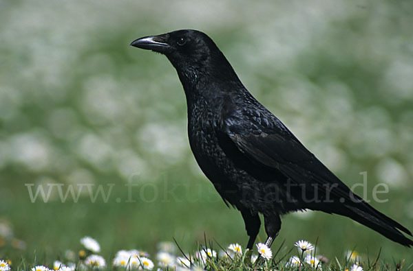 Rabenkrähe (Corvus corone corone)