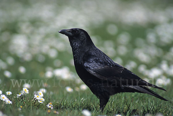 Rabenkrähe (Corvus corone corone)