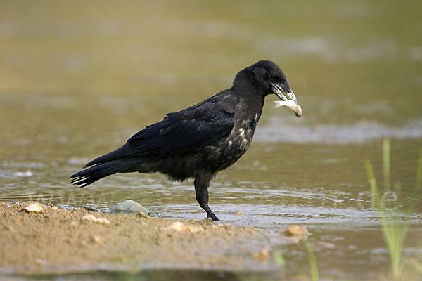 Rabenkrähe (Corvus corone corone)