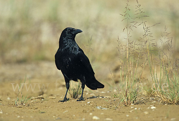 Rabenkrähe (Corvus corone corone)