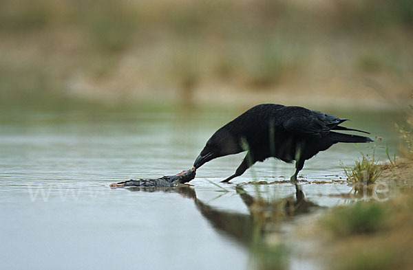 Rabenkrähe (Corvus corone corone)