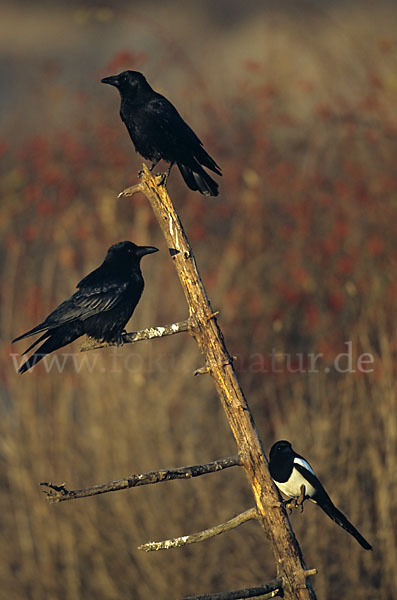 Rabenkrähe (Corvus corone corone)