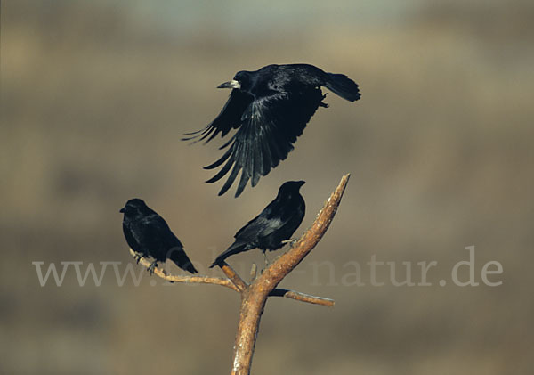 Rabenkrähe (Corvus corone corone)