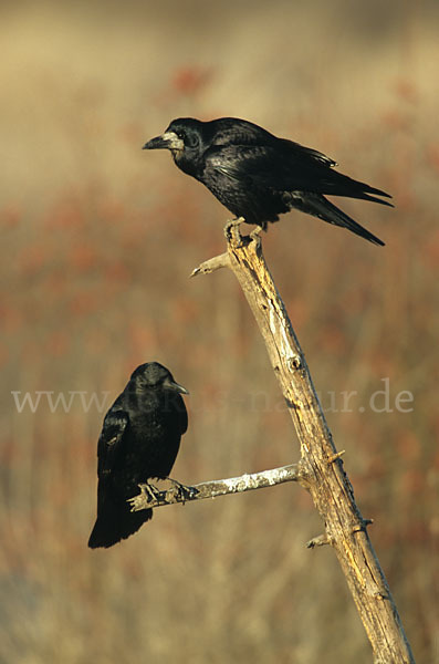 Rabenkrähe (Corvus corone corone)