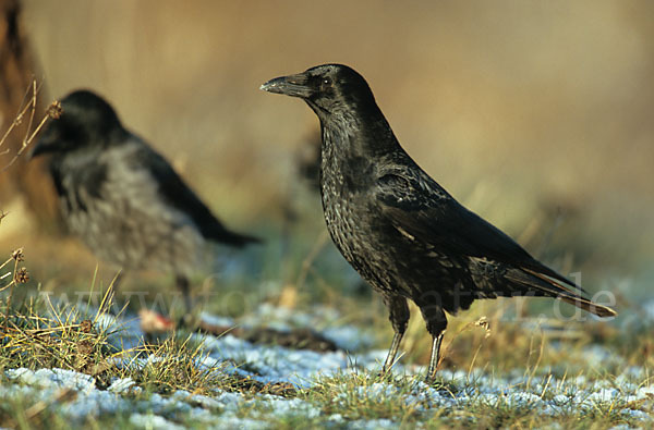 Rabenkrähe (Corvus corone corone)