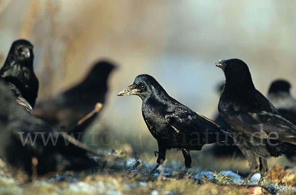 Rabenkrähe (Corvus corone corone)