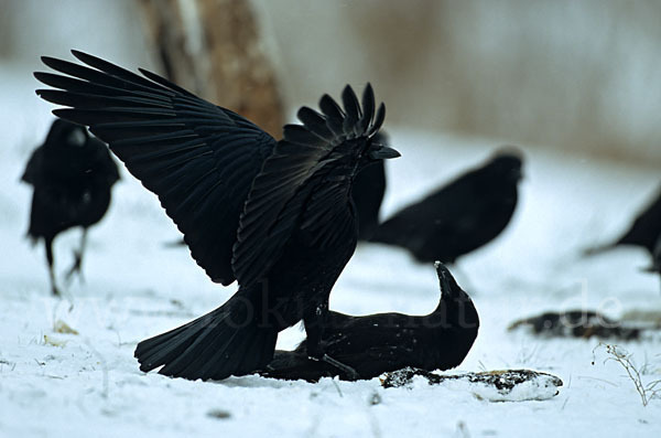 Rabenkrähe (Corvus corone corone)