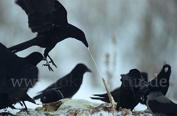 Rabenkrähe (Corvus corone corone)