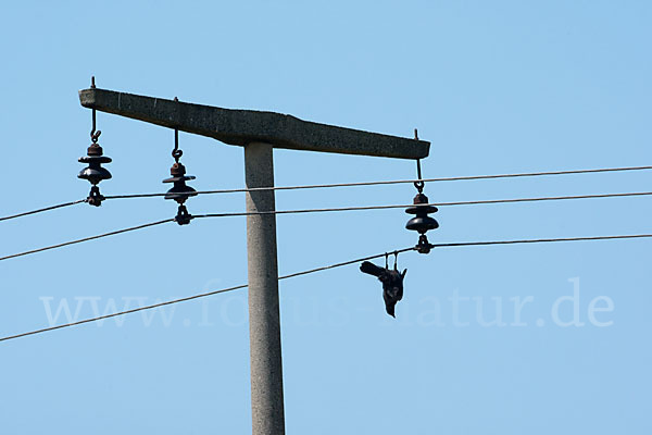 Rabenkrähe (Corvus corone corone)