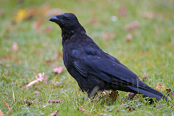 Rabenkrähe (Corvus corone corone)