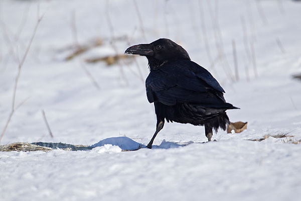 Rabenkrähe (Corvus corone corone)