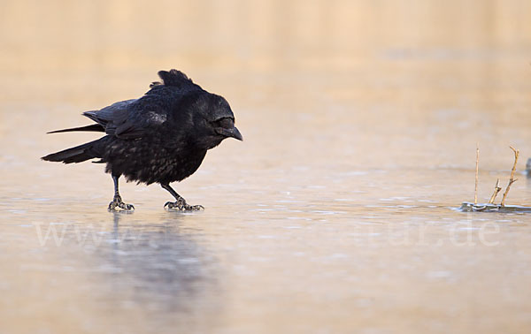 Rabenkrähe (Corvus corone corone)