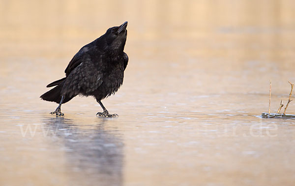 Rabenkrähe (Corvus corone corone)