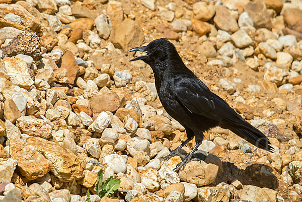 Rabenkrähe (Corvus corone corone)