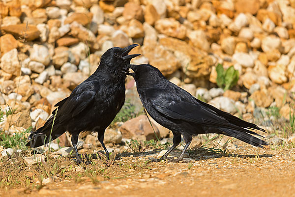 Rabenkrähe (Corvus corone corone)