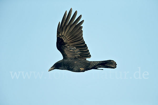 Rabenkrähe (Corvus corone corone)