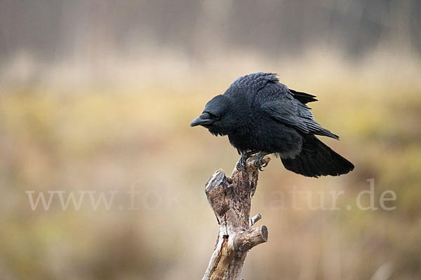 Rabenkrähe (Corvus corone corone)