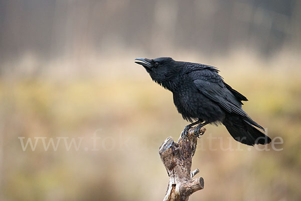 Rabenkrähe (Corvus corone corone)