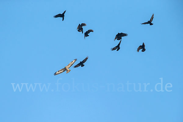 Rabenkrähe (Corvus corone corone)