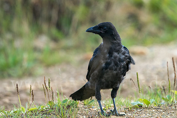 Rabenkrähe (Corvus corone corone)