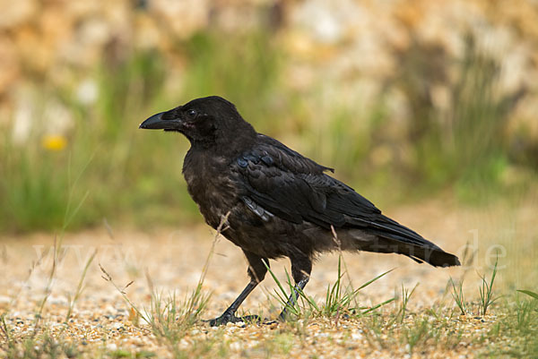 Rabenkrähe (Corvus corone corone)