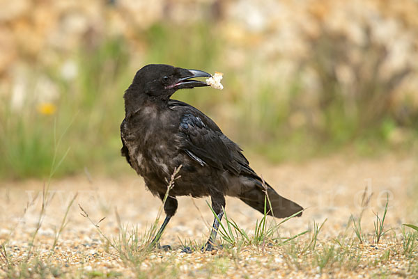 Rabenkrähe (Corvus corone corone)