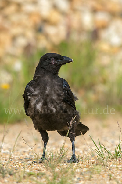 Rabenkrähe (Corvus corone corone)
