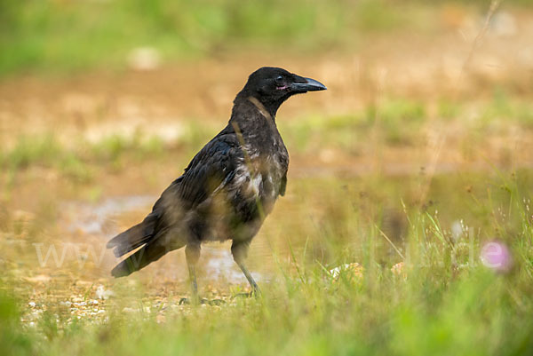 Rabenkrähe (Corvus corone corone)