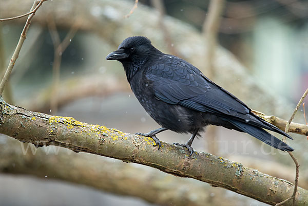 Rabenkrähe (Corvus corone corone)