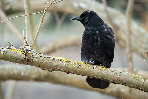 Rabenkrähe (Corvus corone corone)